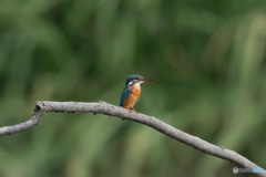 遠くを見つめる