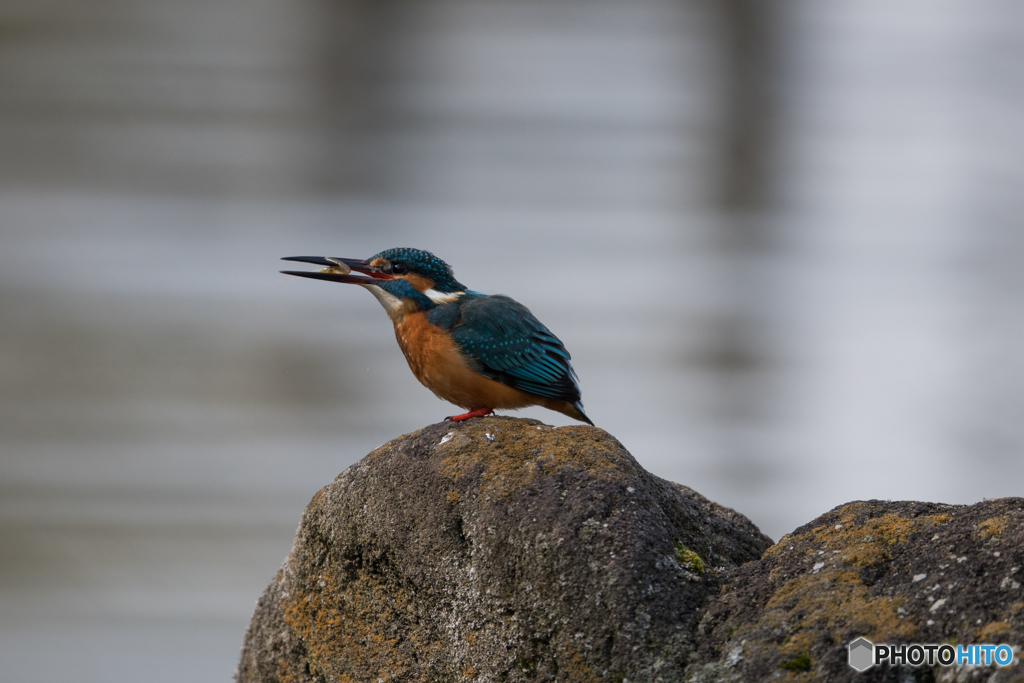 エビじゃ腹持ちしないんだよなぁ…