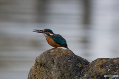 エビじゃ腹持ちしないんだよなぁ…