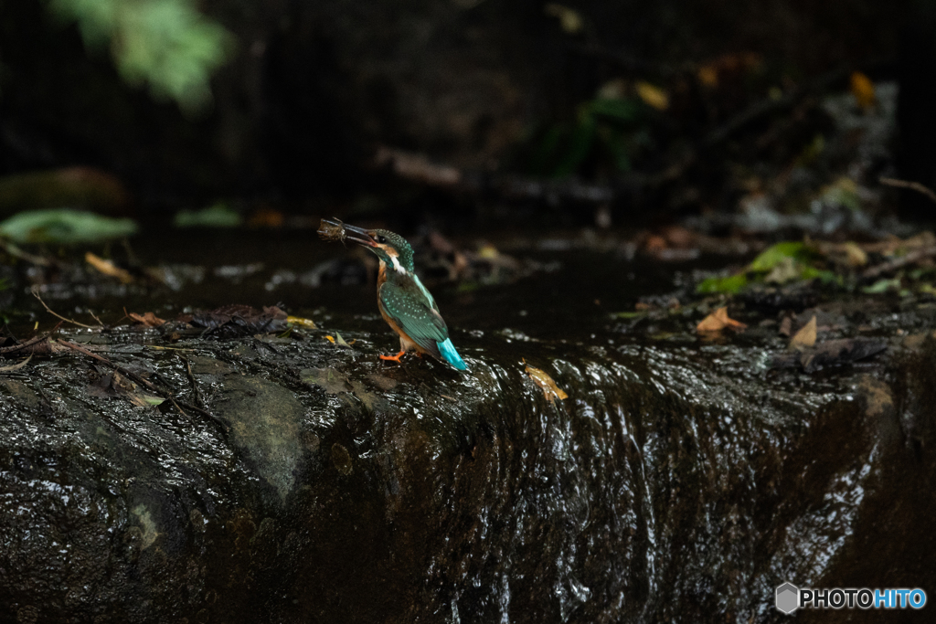 暗闇に映える青