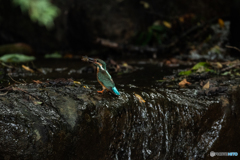 暗闇に映える青