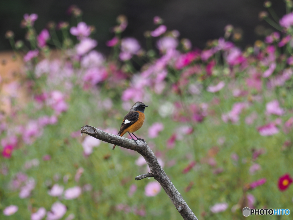 秋桜に囲まれて