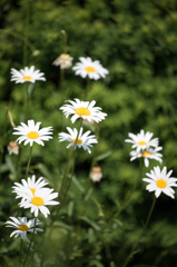 庭を彩る花々 ♯14-2