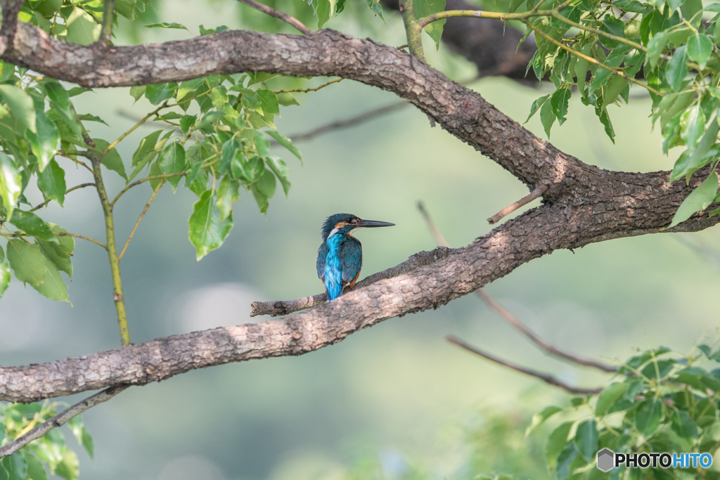 カワセミブルー