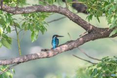 カワセミブルー