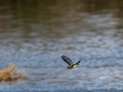カワセミ飛行