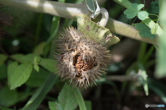 ダチュラのその後の続き