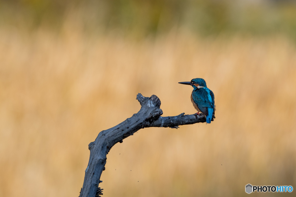黄金色をバックに