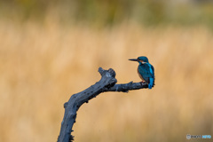 黄金色をバックに