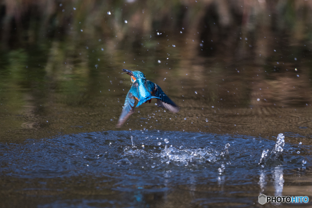 飛沫は残して、魚は残さず