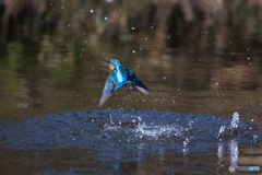 飛沫は残して、魚は残さず