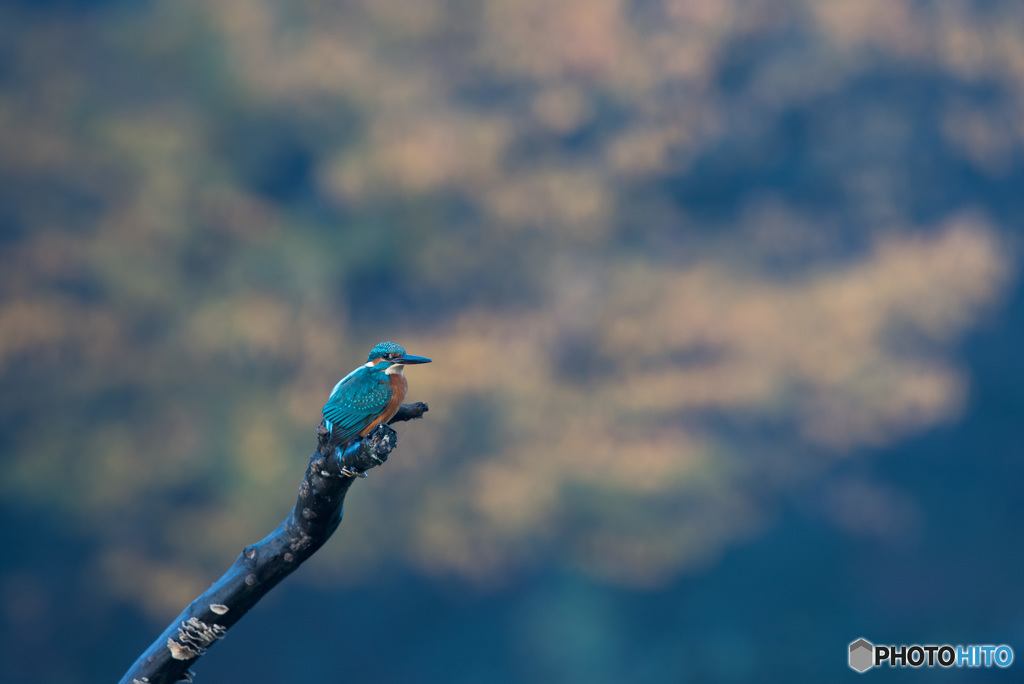 紅葉をバックに