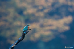 紅葉をバックに