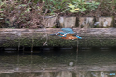 獲物を、運べ！