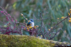 花鳥