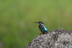 ハンサムボーイ