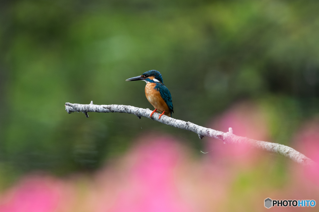 ツツジカワセミ 