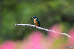 ツツジカワセミ 