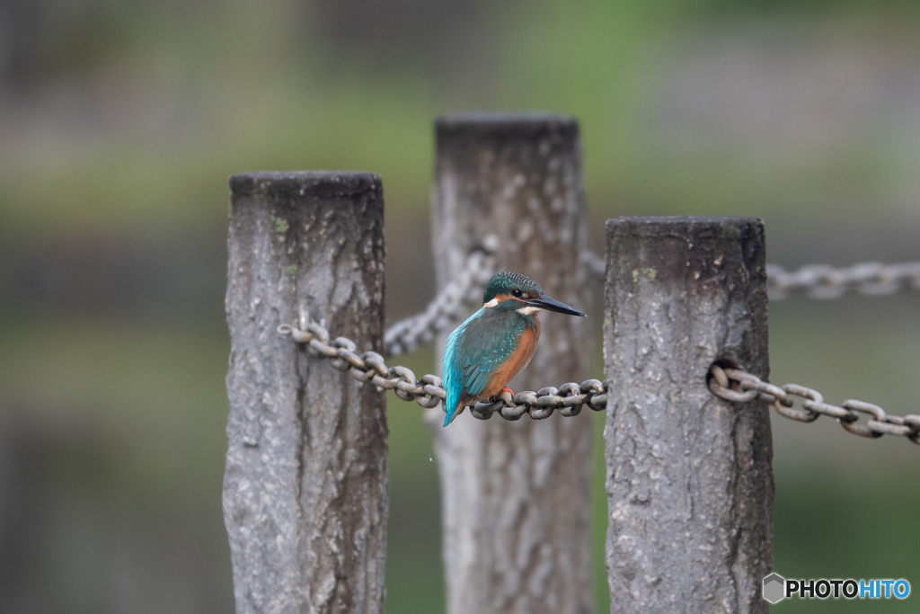 こちにいないかなぁ～