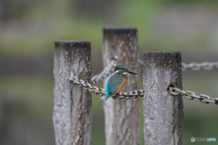 こちにいないかなぁ～