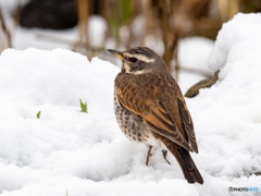 雪ツグミ