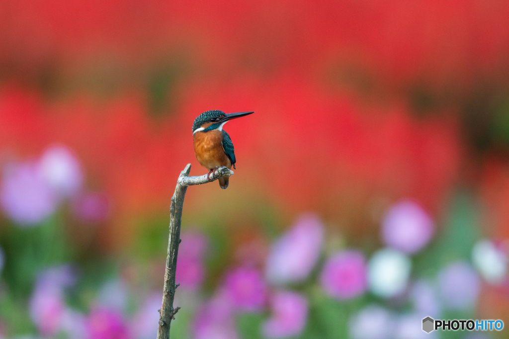 花をバックに