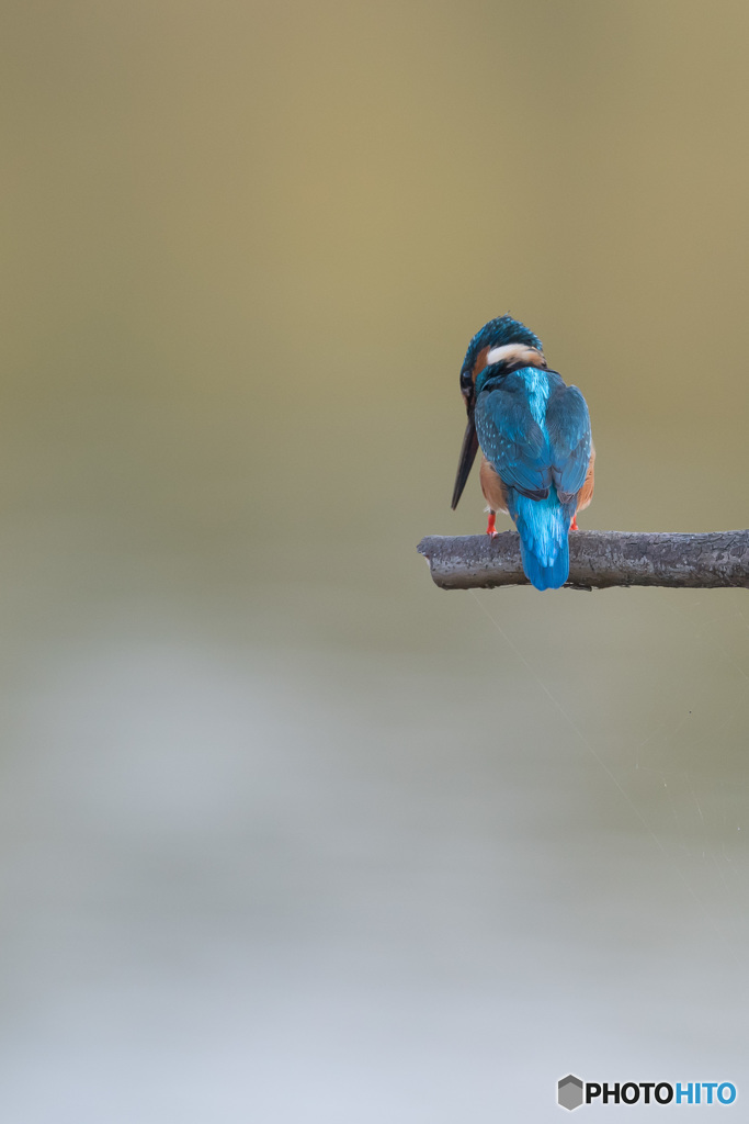 背中越しでも鋭い瞳