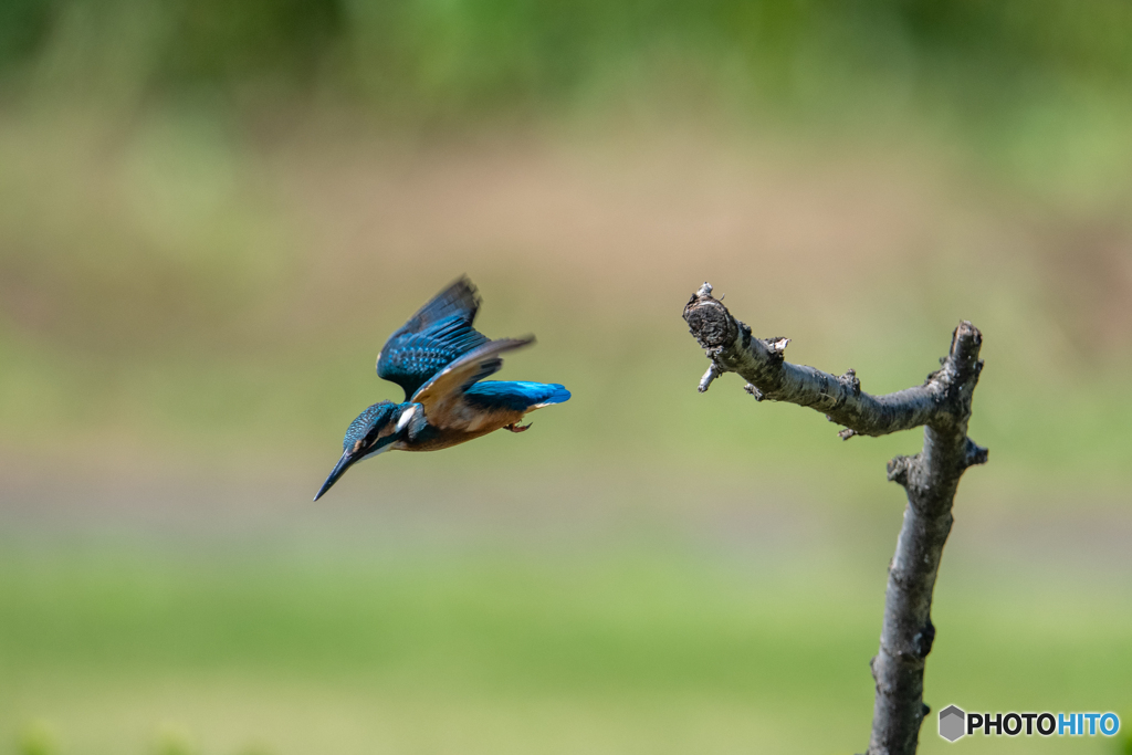 飛び込み飛び出し
