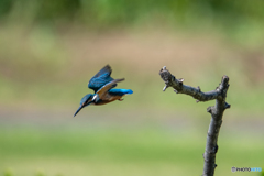 飛び込み飛び出し