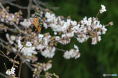 カワちゃんのお花見