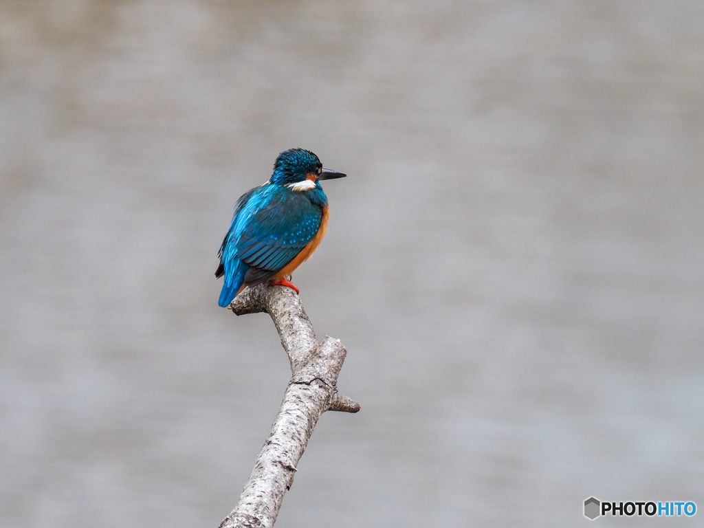久し振りのカワセミ♡