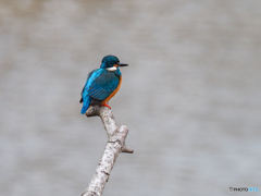 久し振りのカワセミ♡