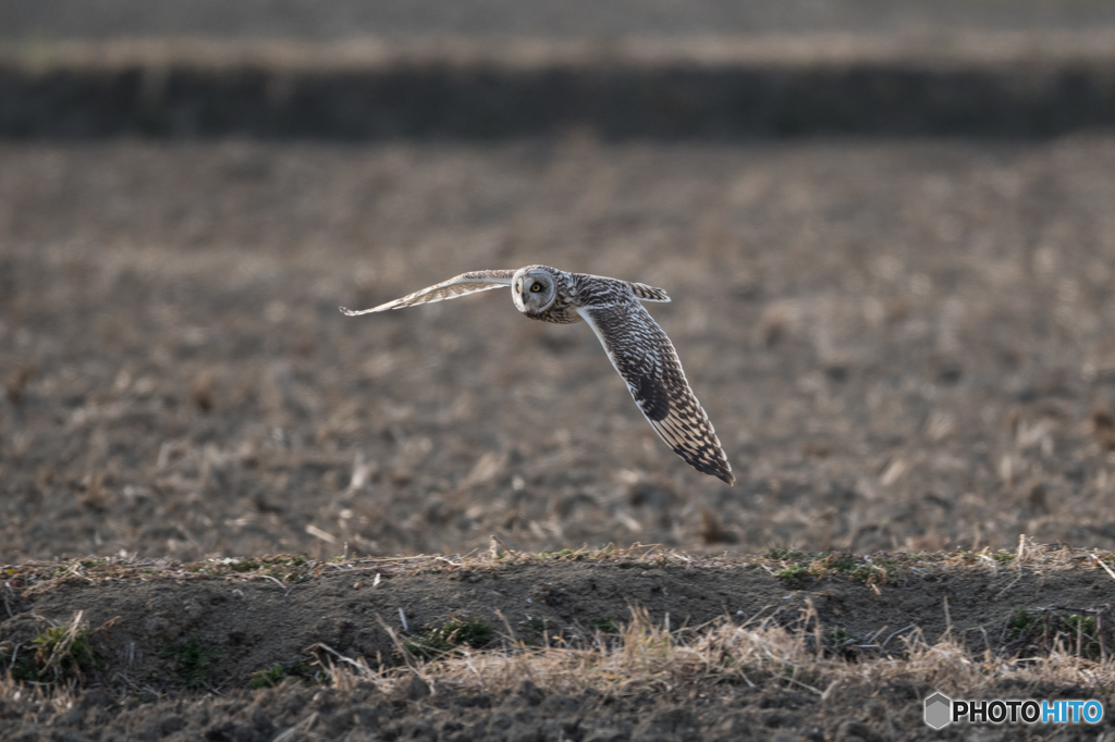 夕日に照らされ