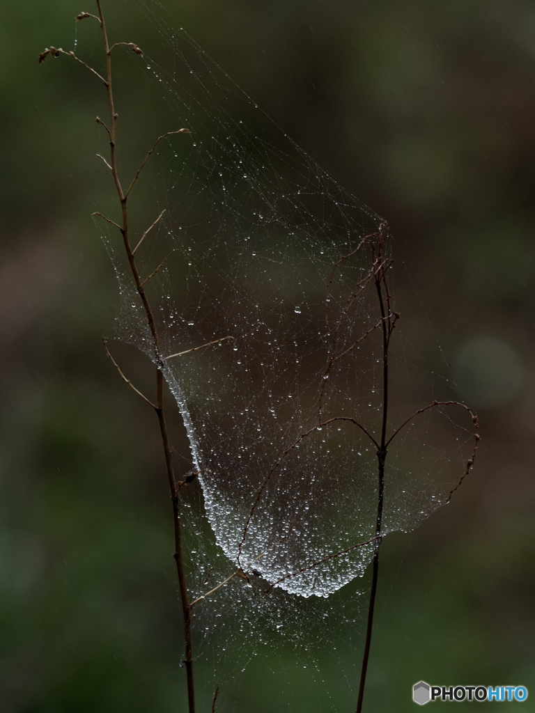 小雨中の蜘蛛の巣