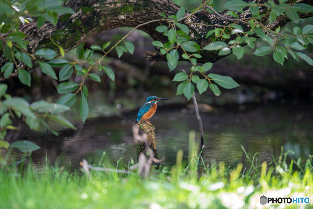 カワセミのいる水辺