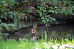 カワセミのいる水辺