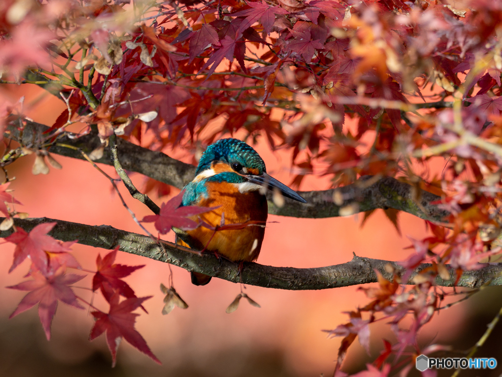 紅葉の額縁