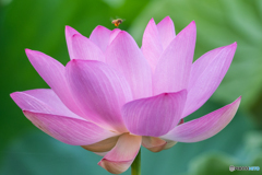 花粉集め