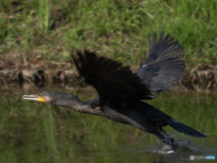 カワウ離水