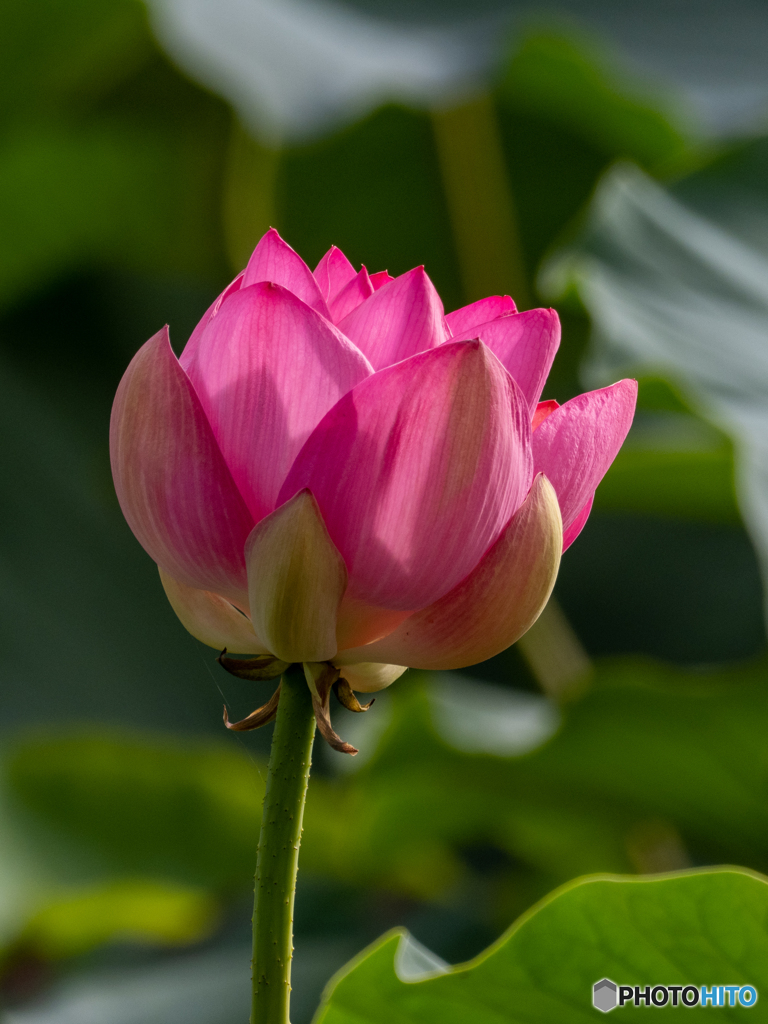 ハスの花