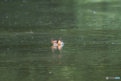 ノースプラッシュ入水