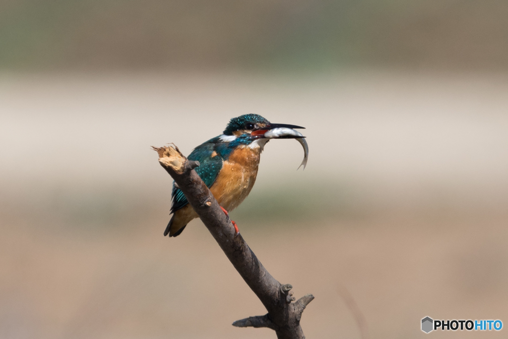 いただきまーす