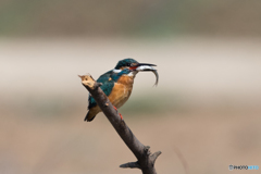 いただきまーす