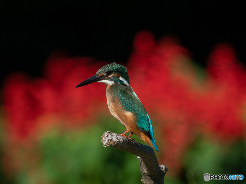 1200ｍｍ相当、手持ちでこの解像！