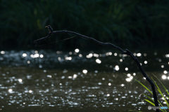 煌めきの中で佇む