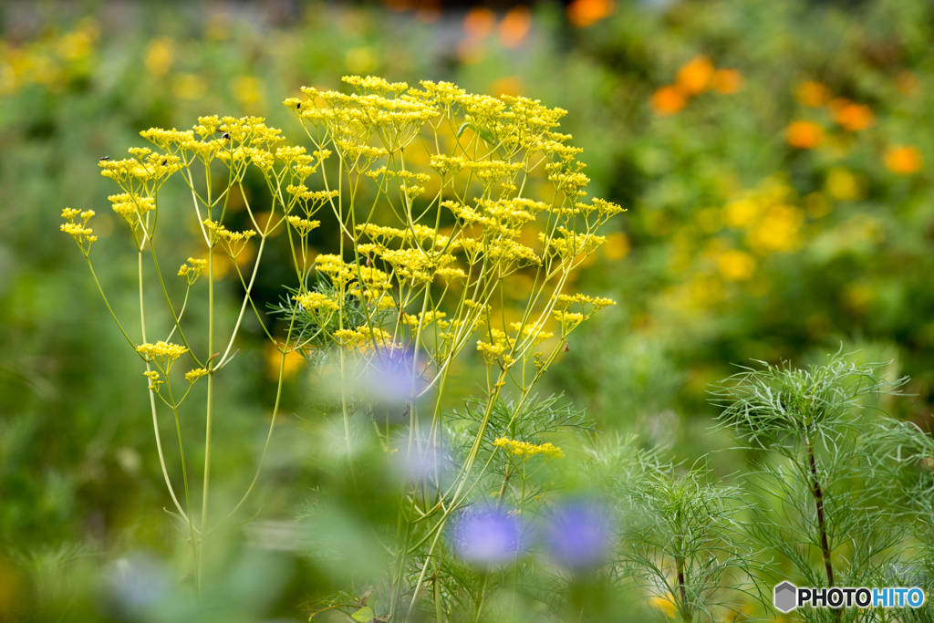 庭を彩る花々 ８月編