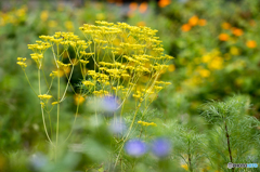 庭を彩る花々 ８月編