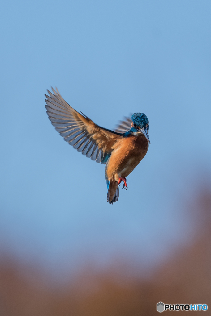 オレンジが映える