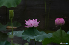 三者三様