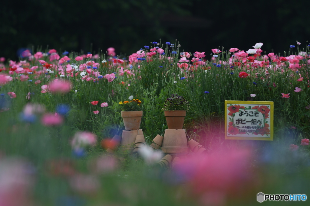 プランター君♡